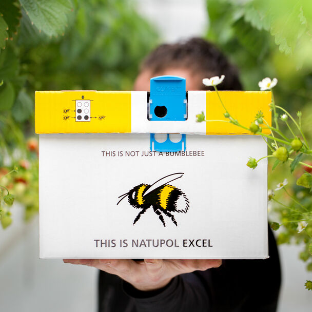 Natupol Excel Bumble Bees Bombus terrestris